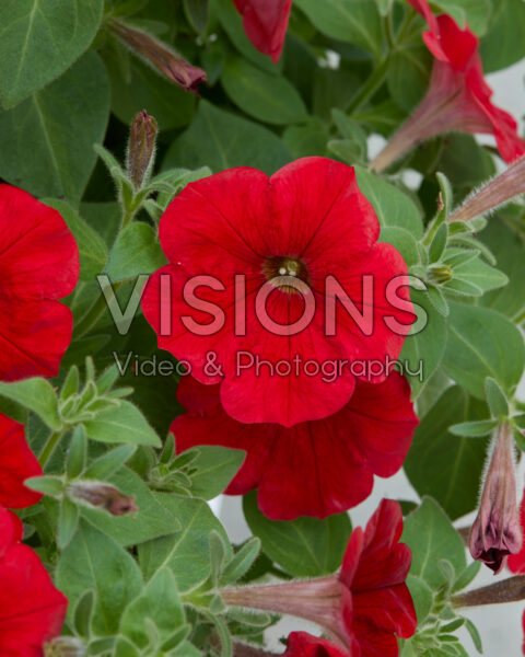 Petunia Sanguna® Red Petunia Sanguna® Red