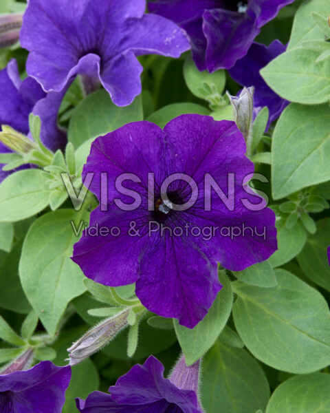 Petunia Sanguna® Cobalt Blue