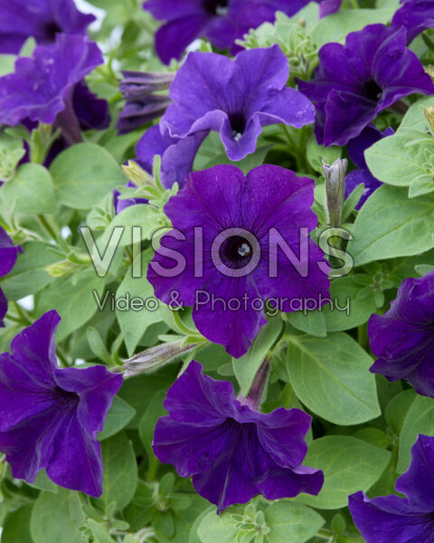 Petunia Sanguna® Cobalt Blue Petunia Sanguna® Cobalt Blue