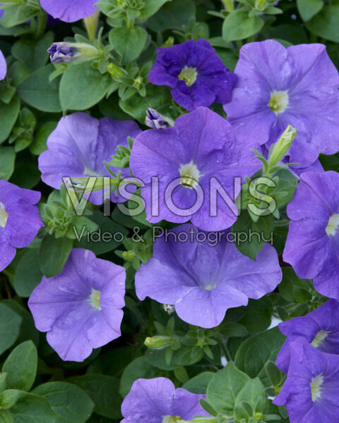 Petunia Sanguna® Sky Blue Petunia Sanguna® Sky Blue
