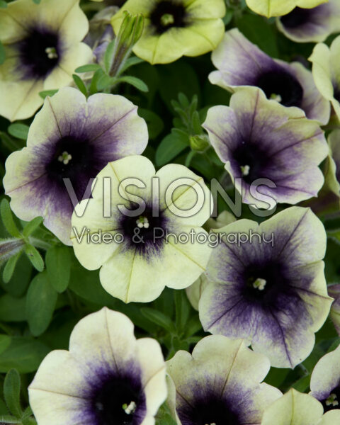 Petunia Fun House Total Eclipse