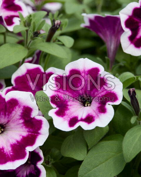 Petunia x hybrida Painted Love Purple Petunia x hybrida Painted Love Purple