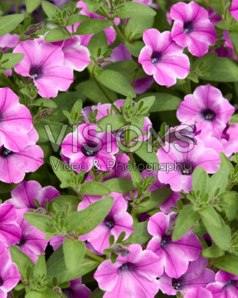 Petunia Dekko™ Pinwheel Purple
