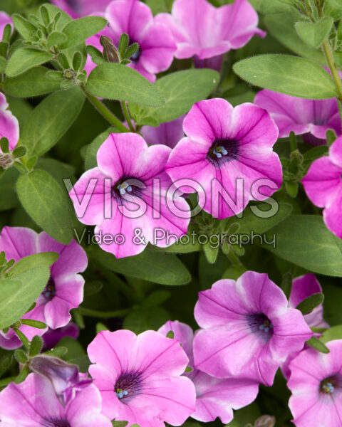 Petunia Dekko™ Pinwheel Purple Petunia Dekko™ Pinwheel Purple