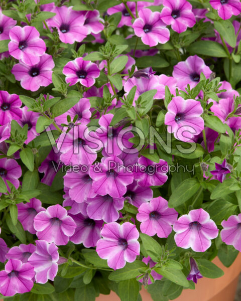 Petunia Dekko™ Pinwheel Purple Petunia Dekko™ Pinwheel Purple