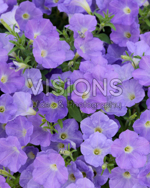 Petunia Dekko™ Light Blue Petunia Dekko™ Light Blue