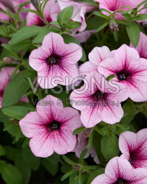 Petunia Dekko™ Rose Vein Petunia Dekko™ Rose Vein