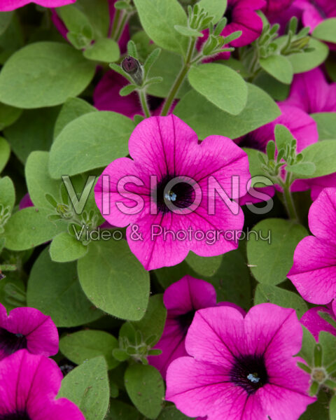 Petunia Dekko™ Magenta