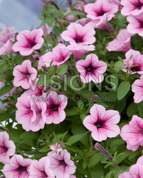 Petunia Dekko™ Rose Vein Petunia Dekko™ Rose Vein