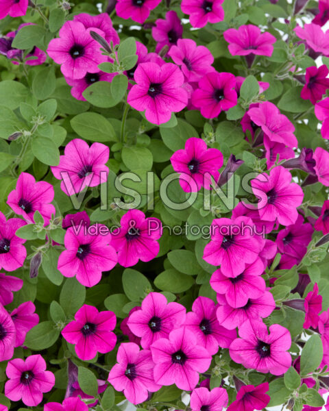 Petunia Dekko™ Magenta Petunia Dekko™ Magenta