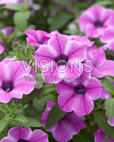 Petunia Dekko™ Pinwheel Purple Petunia Dekko™ Pinwheel Purple