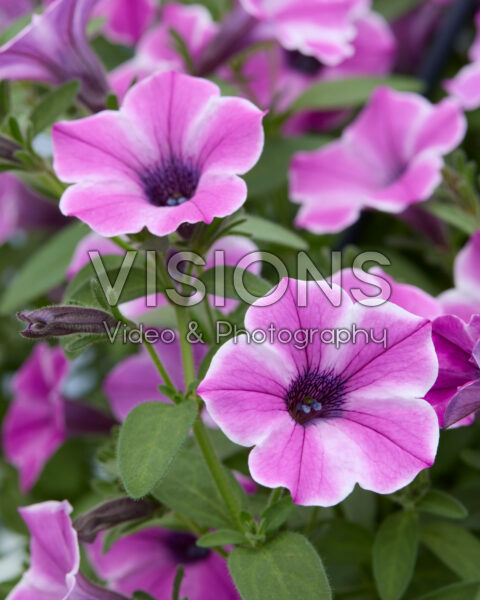 Petunia Dekko™ Pinwheel Purple Petunia Dekko™ Pinwheel Purple