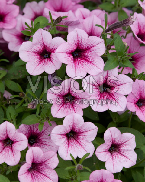 Petunia Dekko™ Rose Vein