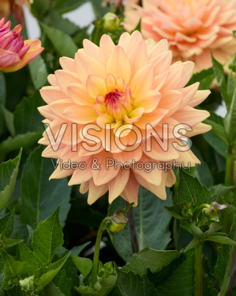 Dahlia Sincerity Peach Dahlia Sincerity Peach
