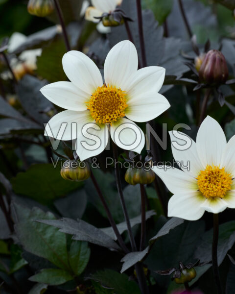 Dahlia Dahlegria® White Dahlia Dahlegria® White
