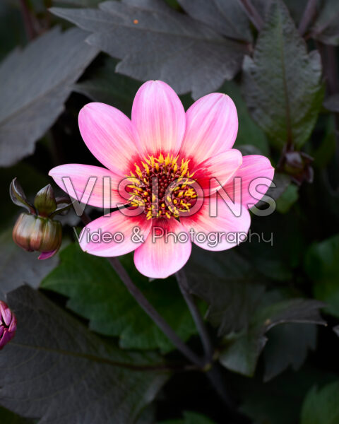 Dahlia Dahlegria® Tricolore Dahlia Dahlegria® Tricolore