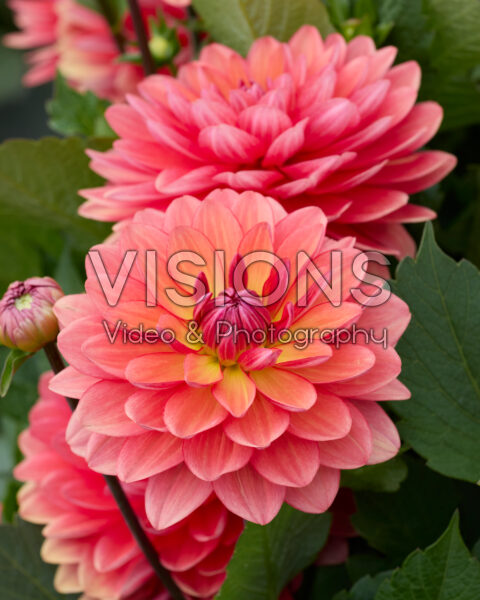 Dahlia Collection Coral Pink