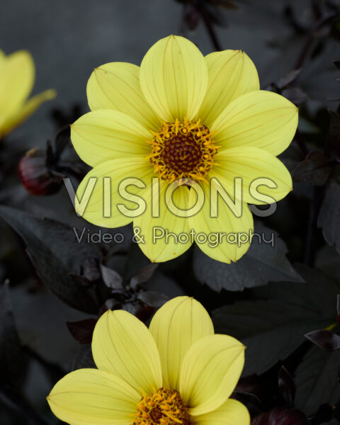 Dahlia Happy Days Yellow Dahlia Happy Days Yellow