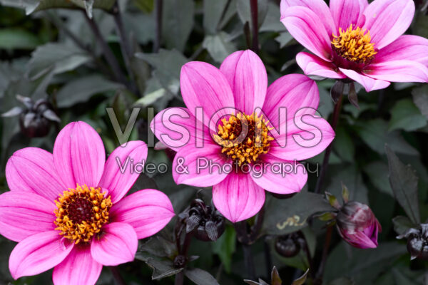 Dahlia Happy Days Purple Dahlia Happy Days Purple