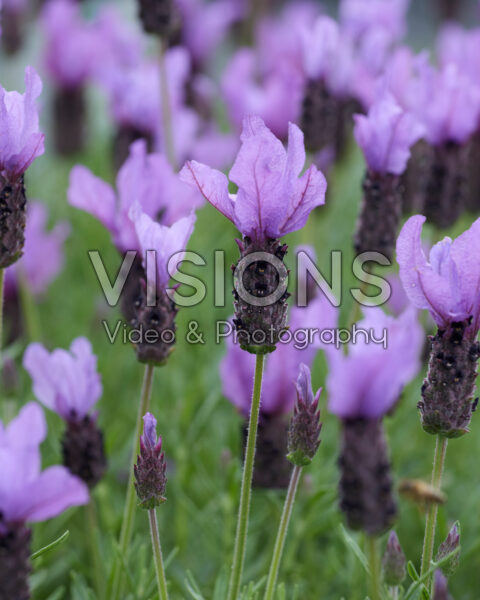 Lavandula stoechas Javelin™ Fortissimo Purple Lavandula stoechas Javelin™ Fortissimo Purple