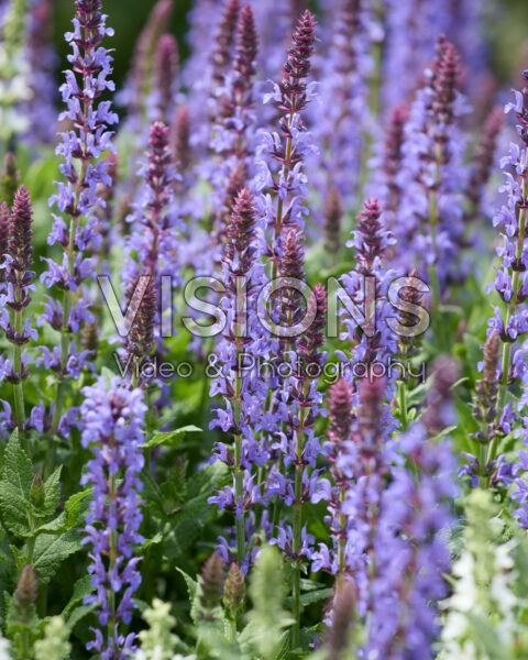 Salvia Bordeau Compact Sky Blue Salvia Bordeau Compact Sky Blue