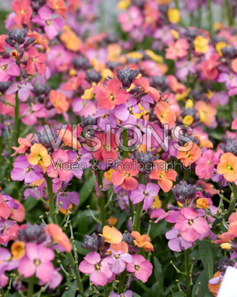 Erysimum linifolium Erysistible™ Magenta Erysimum linifolium Erysistible™ Magenta