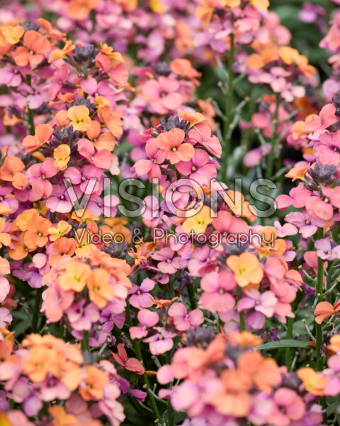 Erysimum linifolium Erysistible™ Sunset Imp. Erysimum linifolium Erysistible™ Sunset Imp.