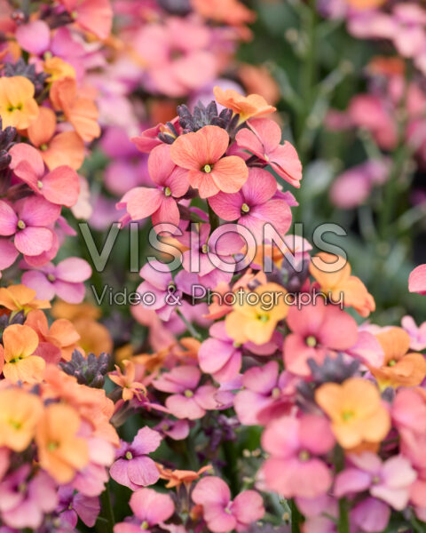 Erysimum linifolium Erysistible™ Sunset Imp. Erysimum linifolium Erysistible™ Sunset Imp.