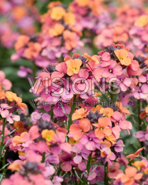Erysimum linifolium Erysistible™ Sunset Imp. Erysimum linifolium Erysistible™ Sunset Imp.