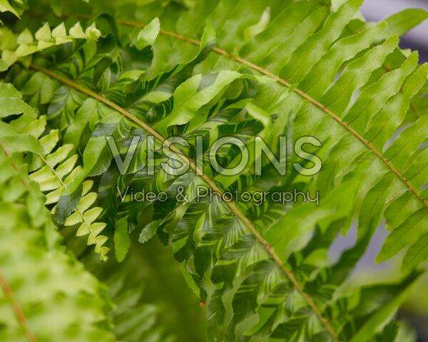 Nephrolepis exaltata