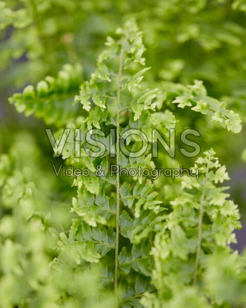 Nephrolepis exaltata Green Fantasy Nephrolepis exaltata Green Fantasy