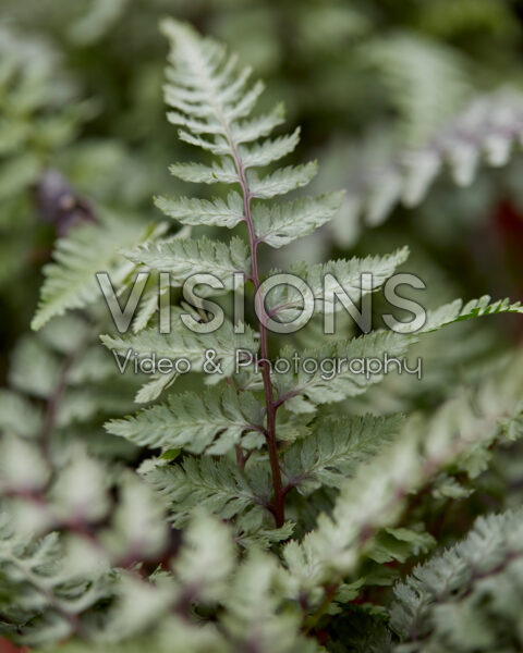 Athyrium niponicum Burgundy Lace Athyrium niponicum Burgundy Lace