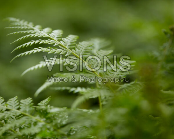 Cyathea cooperi Dwarf Red Cyathea cooperi Dwarf Red