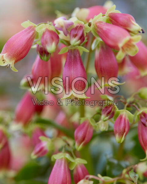 Kalanchoe Dream Bells Kalanchoe Dream Bells