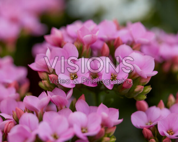 Kalanchoe Calandiva Single Florilis Kalanchoe Calandiva Single Florilis
