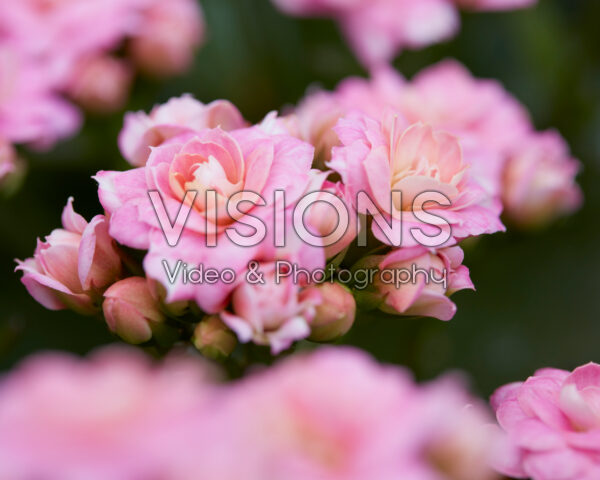 Kalanchoe decorative James