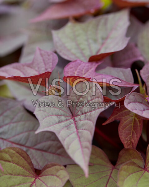 Ipomoea batatas Bright Ideas Rusty Red