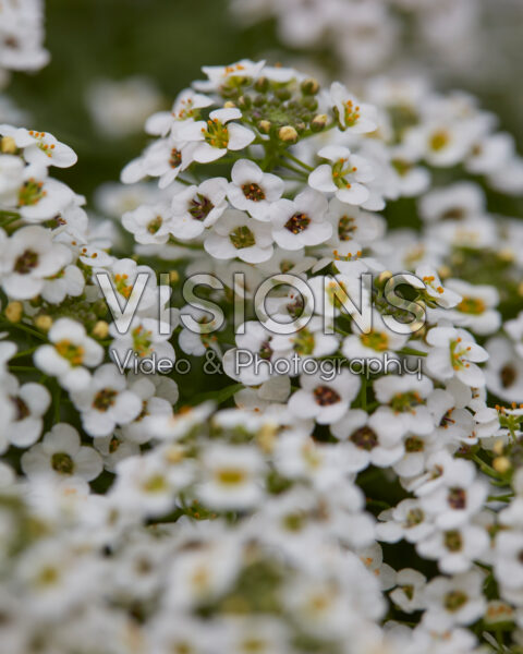Lobularia Yolo White Lobularia Yolo White