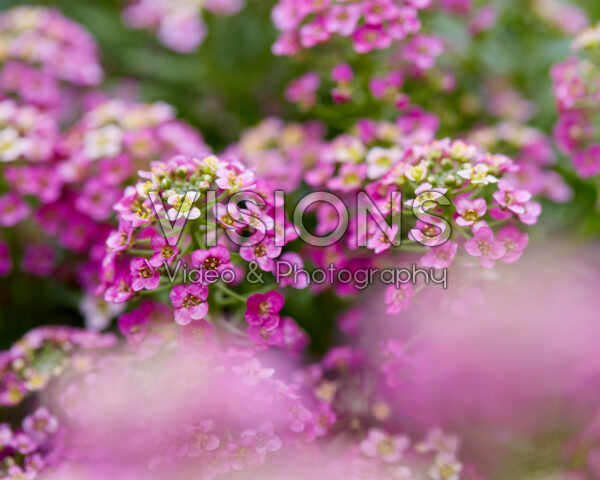 Lobularia Yolo Pink Lobularia Yolo Pink