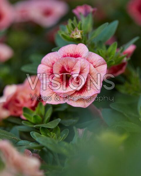 Calibrachoa Aloha Double Apricot