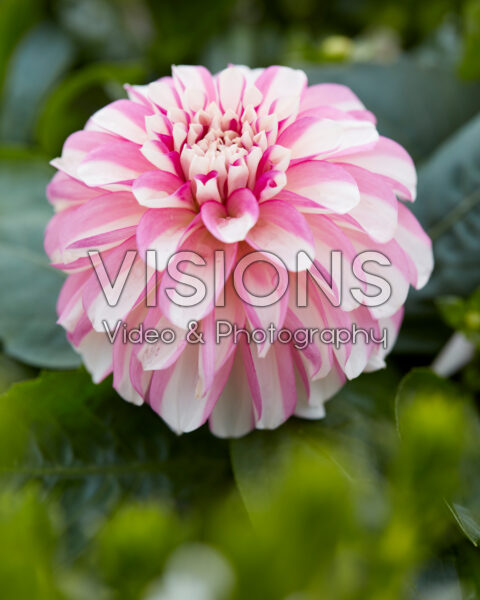 Dahlia Hypnotica Rose Swirl Dahlia Hypnotica Rose Swirl