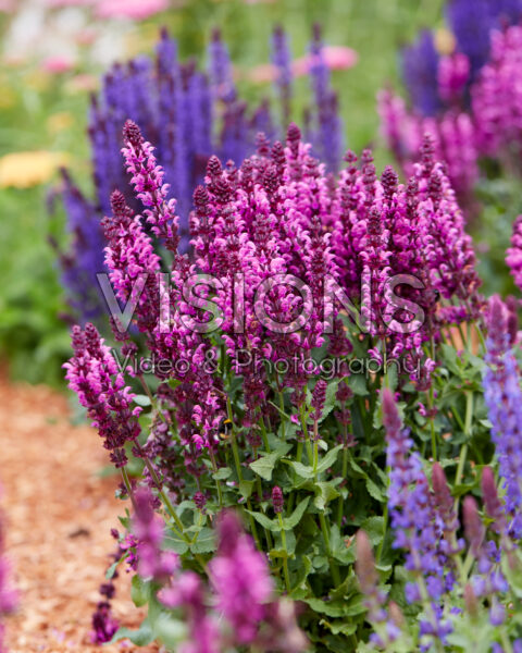 Salvia Royal Magenta