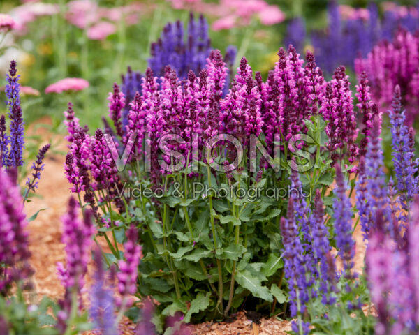 Salvia Royal Magenta