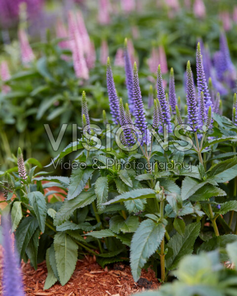 Veronica spicata Candela Blue Veronica spicata Candela Blue