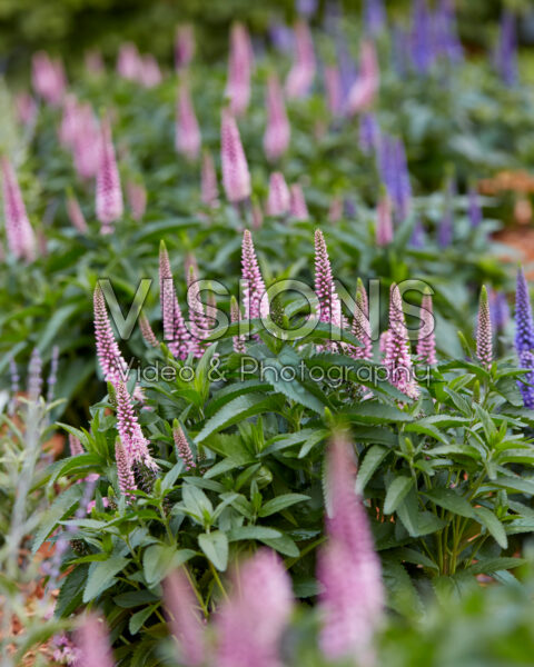 Veronica spicata Candela Pink