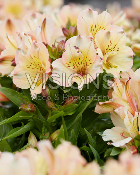 Alstroemeria Beach Valley Alstroemeria Beach Valley