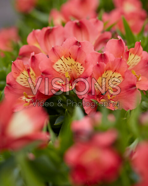 Alstroemeria Girl Valley Alstroemeria Girl Valley