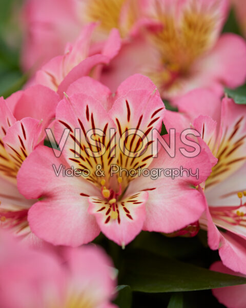 Alstroemeria Sunshine Alstroemeria Sunshine