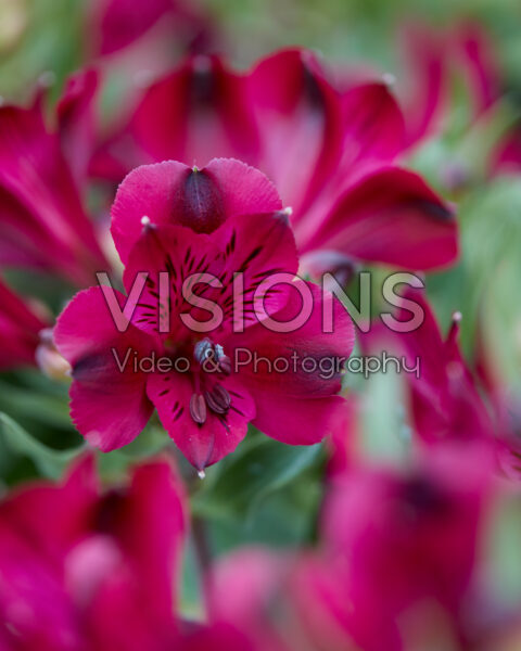 Alstroemeria Inticancha Dark Purple Alstroemeria Inticancha Dark Purple