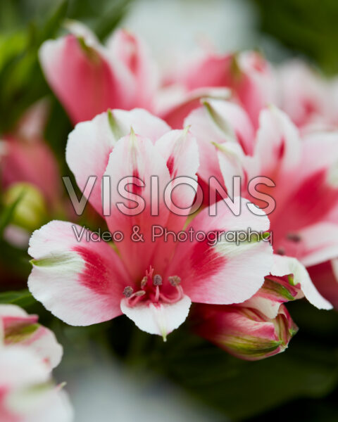 Alstroemeria Inticancha Maya Alstroemeria Inticancha Maya